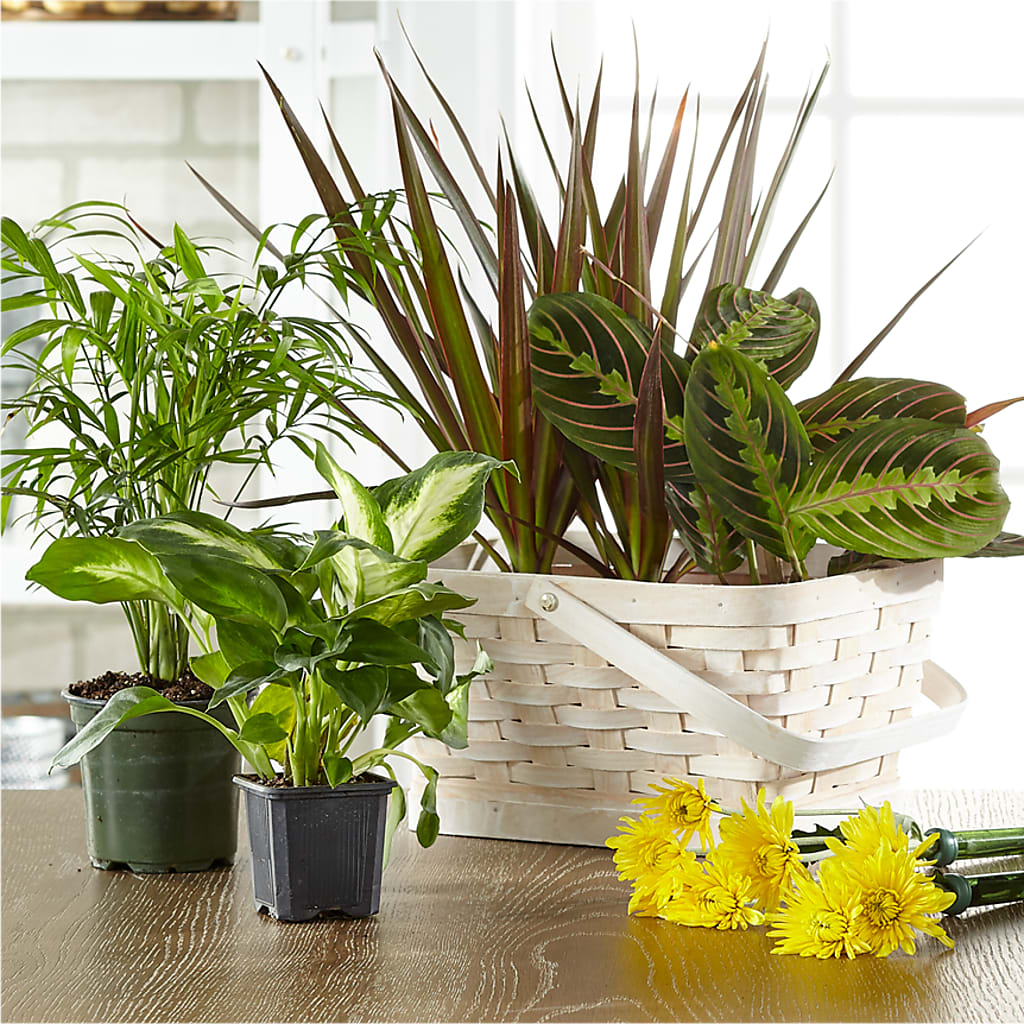 Florist Designed Blooming and Green Plants in a Basket – Lakeside Florist, Battle Creek MI