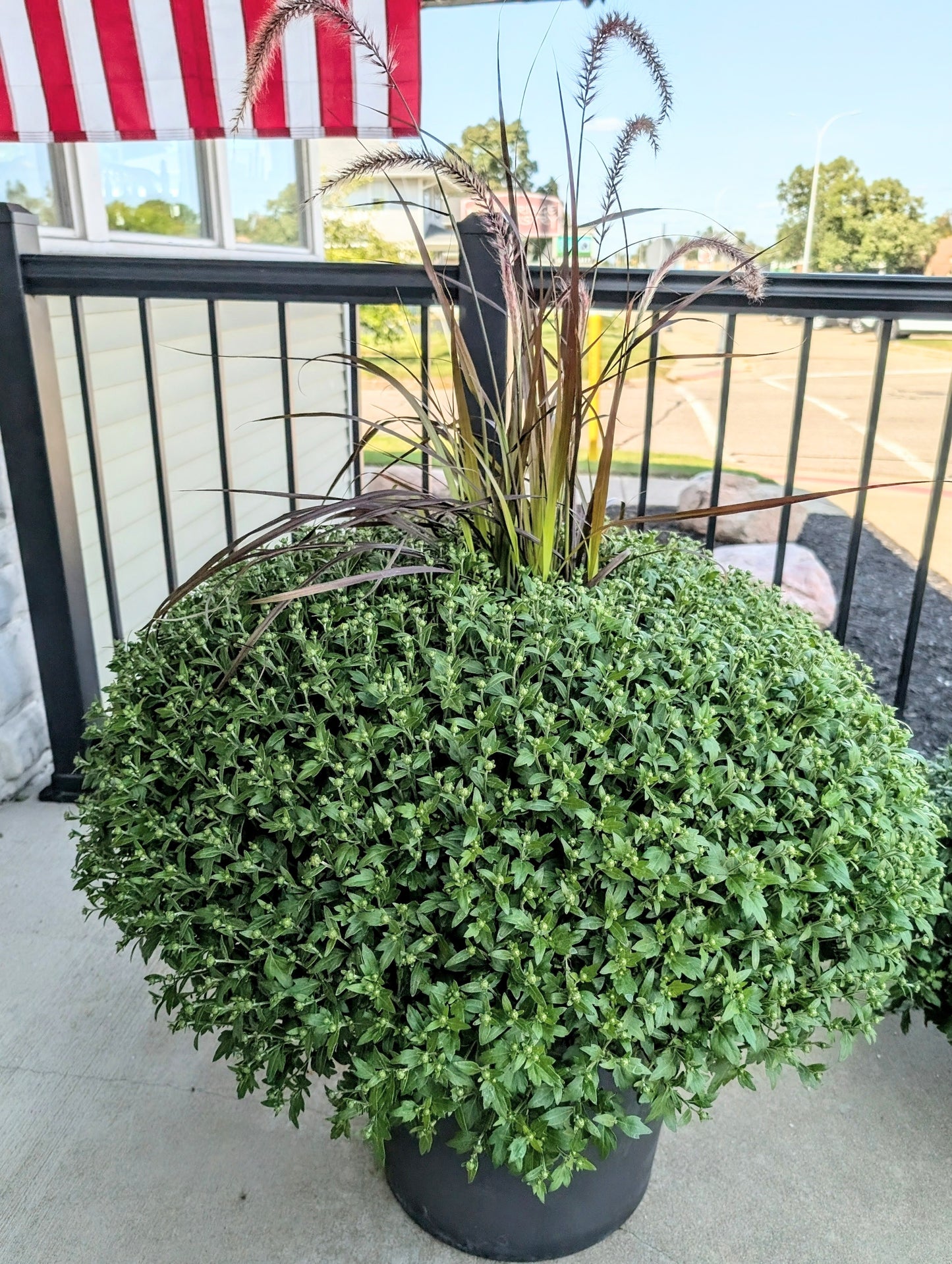 Hardy Chrysanthemums – Lakeside Florist, Battle Creek MI