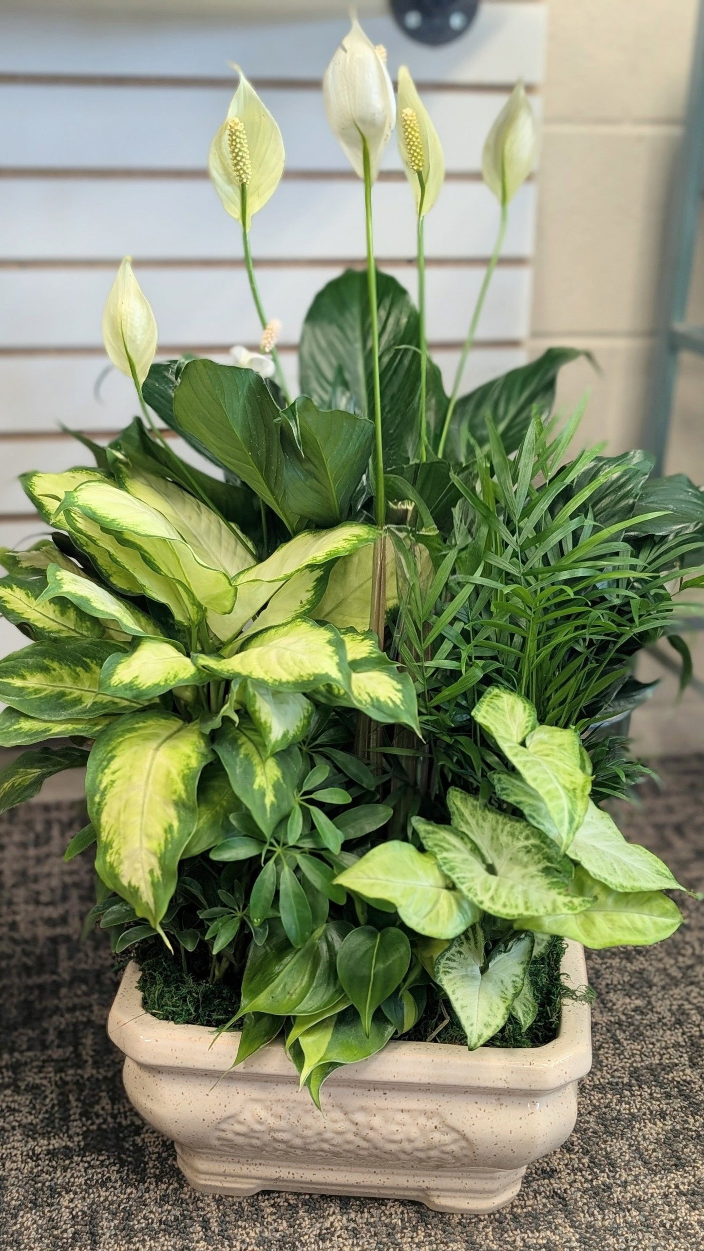 Dishgardens – Lakeside Florist, Battle Creek MI