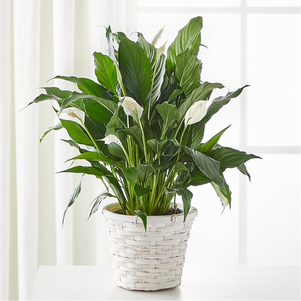 A New Leaf Peace Lily – Lakeside Florist, Battle Creek MI