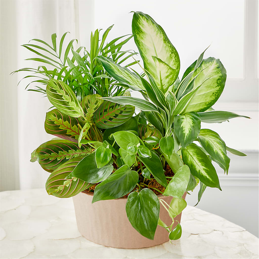 Balance & Harmony Dishgarden – Lakeside Florist, Battle Creek MI