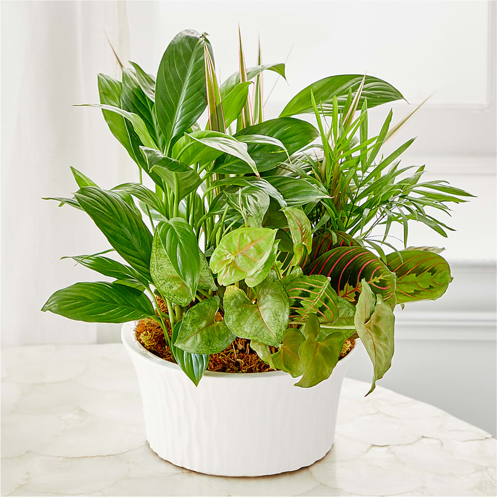 Balance & Harmony Dishgarden – Lakeside Florist, Battle Creek MI