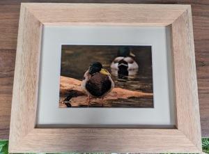 Photo of Duck – Lakeside Florist, Battle Creek MI