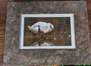 Swan In Water – Lakeside Florist, Battle Creek MI
