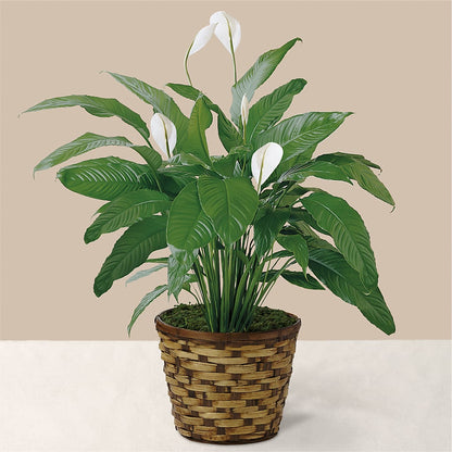 Tranquil Moments Peace Lily Plant –  Lakeside Florist, Battle Creek MI
