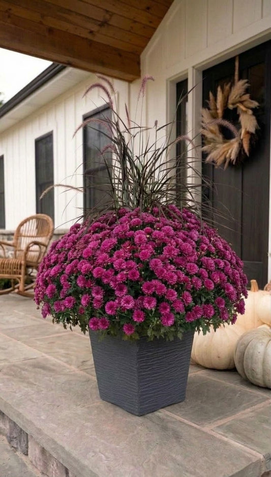 Hardy Chrysanthemums –  Lakeside Florist, Battle Creek MI