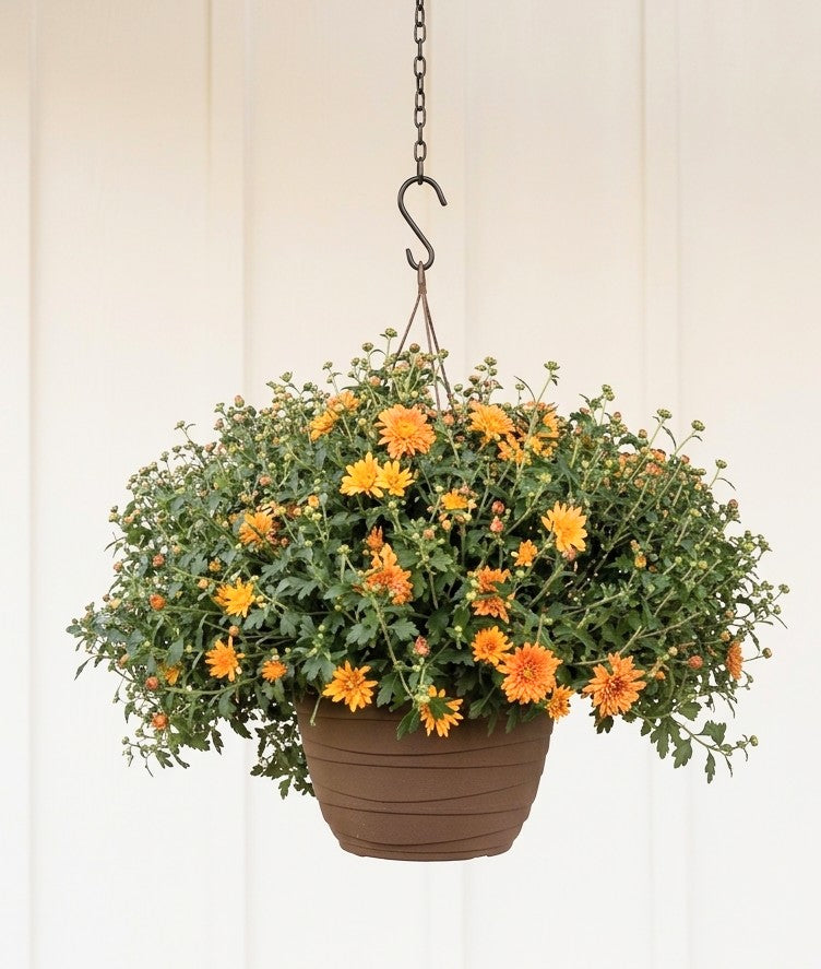 Hardy Chrysanthemums –  Lakeside Florist, Battle Creek MI