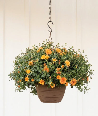 Hardy Chrysanthemums –  Lakeside Florist, Battle Creek MI