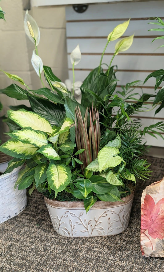 Dishgardens