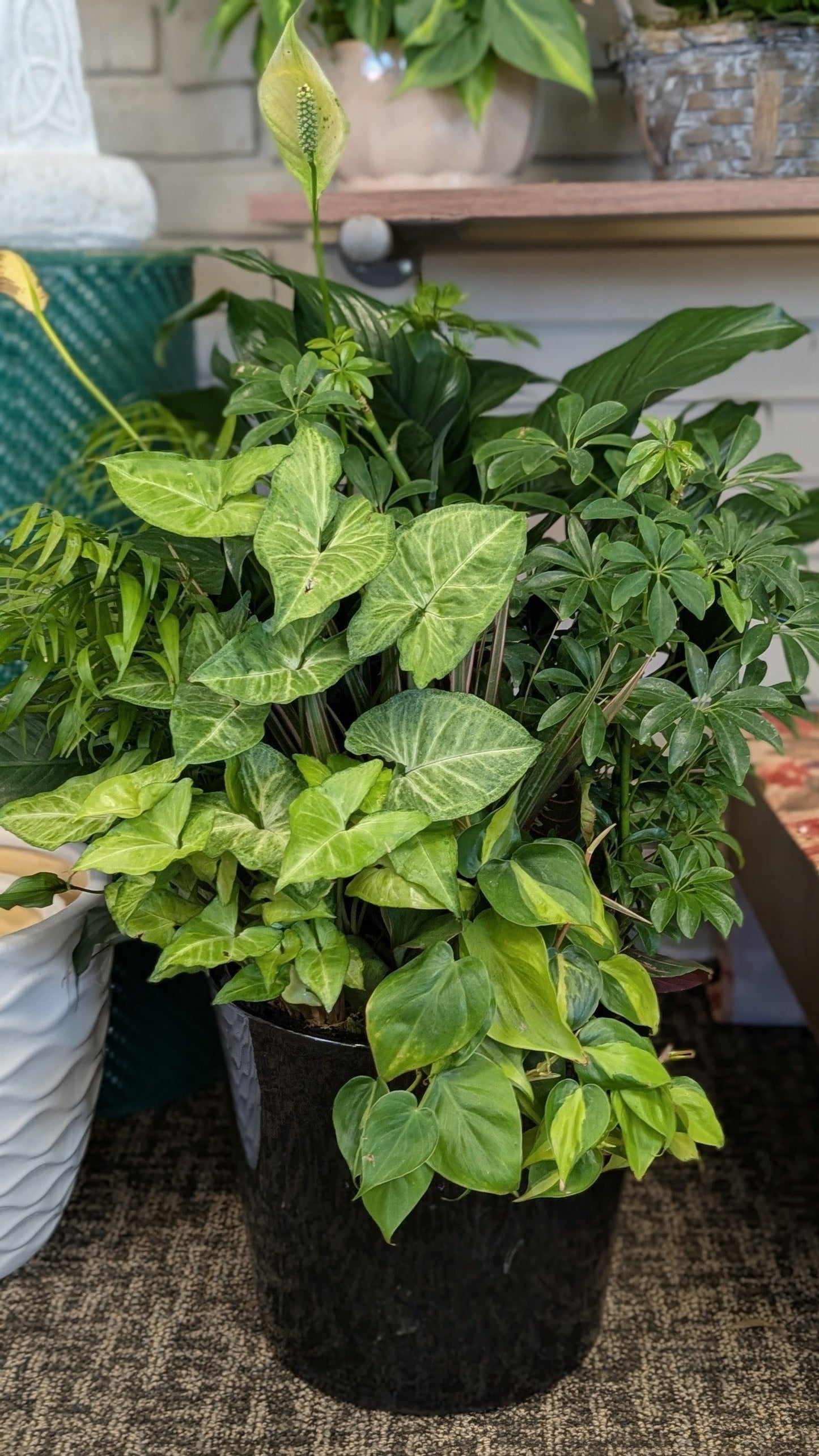 Dishgardens