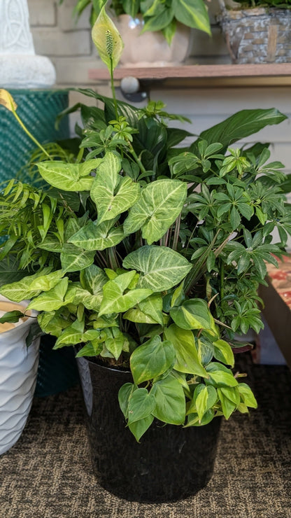 Dishgardens