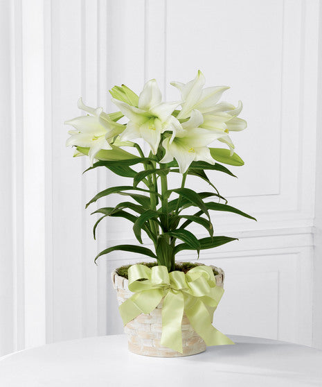 Easter Lily Plant
