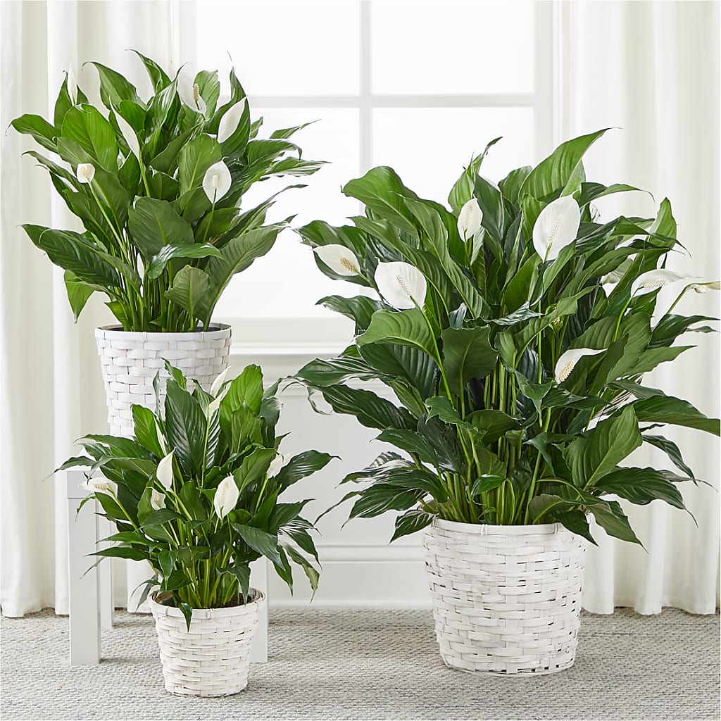 A New Leaf Peace Lily –  Lakeside Florist, Battle Creek MI