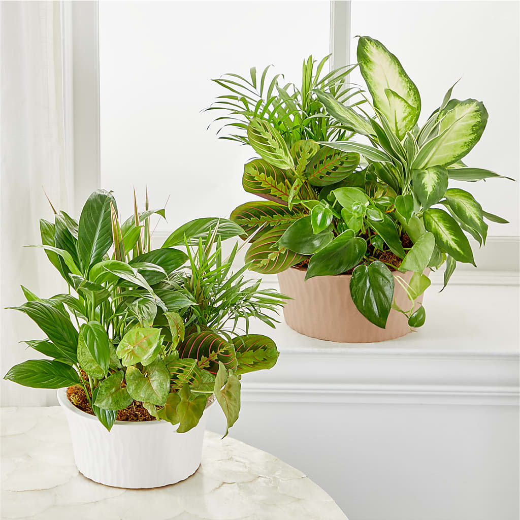 Balance & Harmony Dishgarden –  Lakeside Florist, Battle Creek MI
